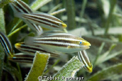 Juvenile parrotfish over seagrass, Ecomarine Pier, Utila.... by Tobias Reitmayr 